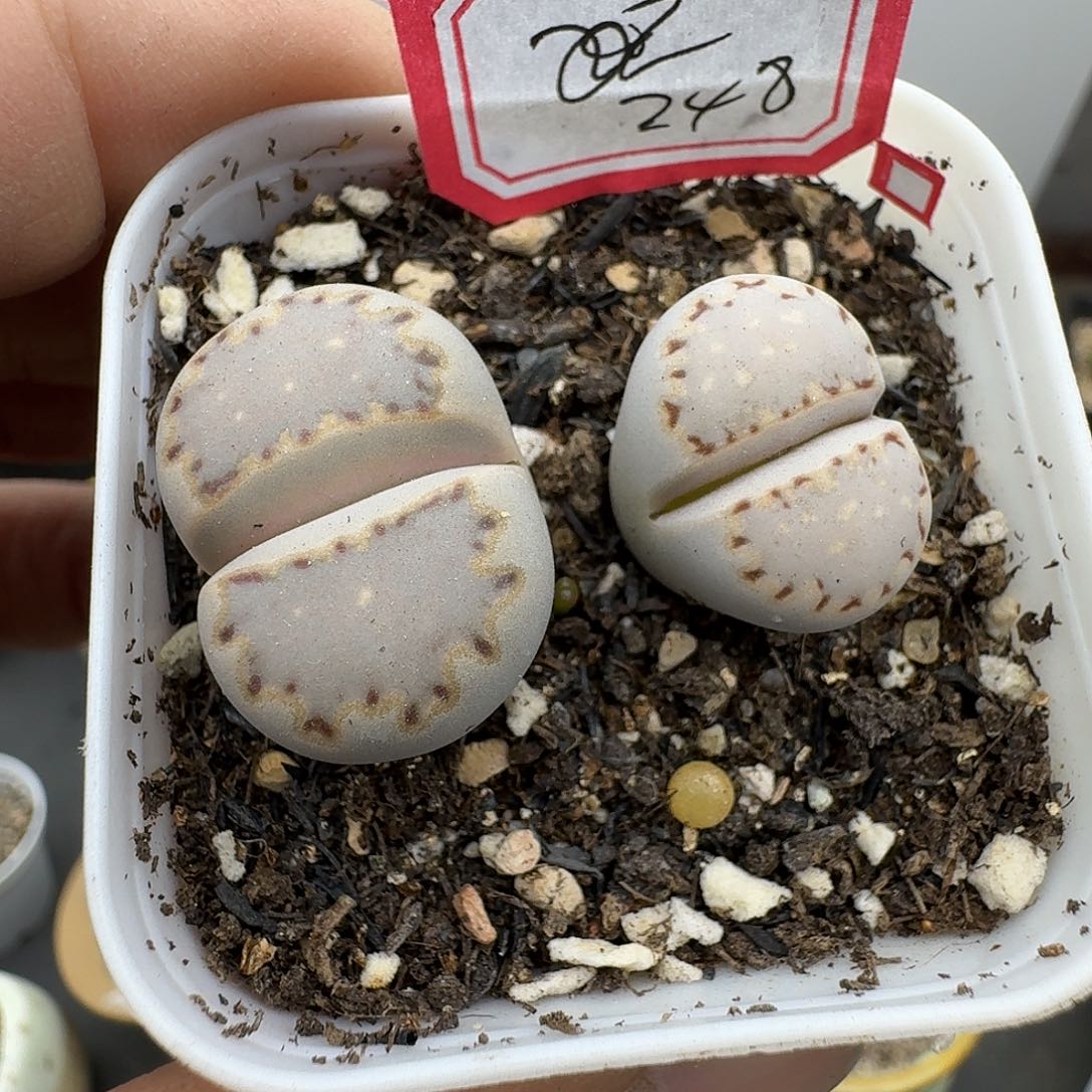 248多肉哈哈哈哈哈哈哈