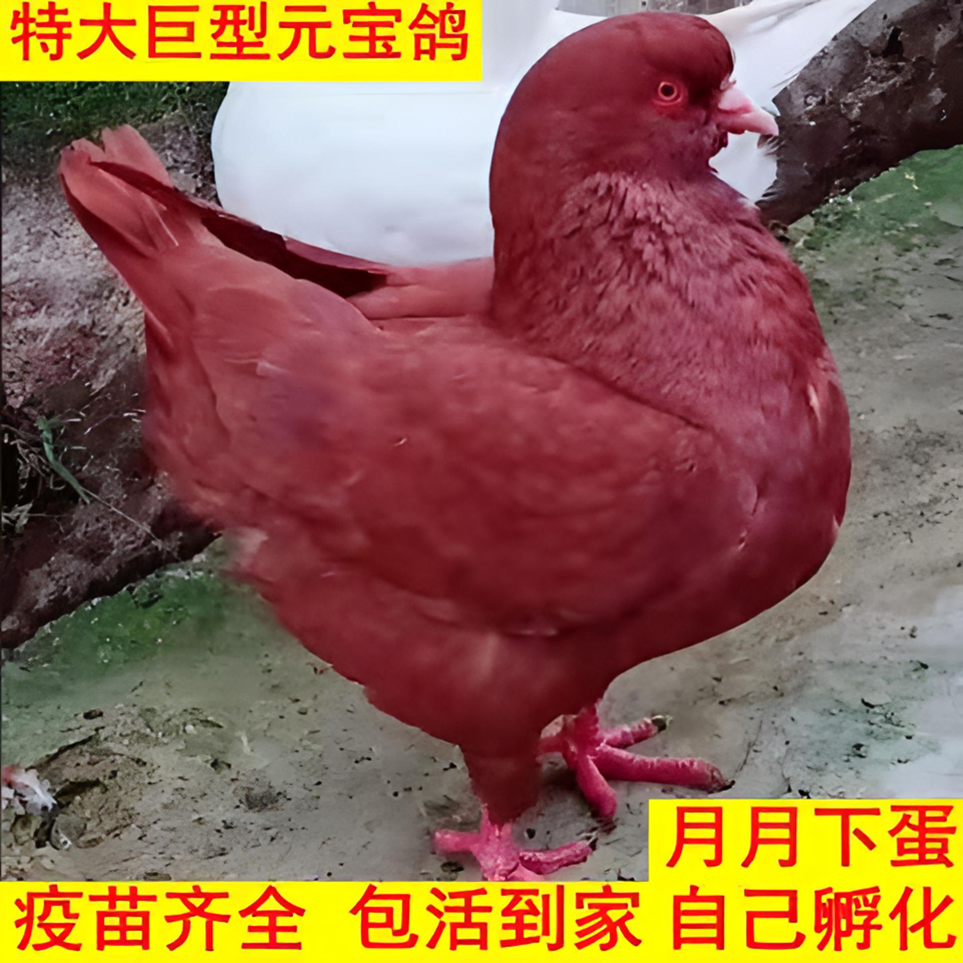 红色元宝圆环（以直播鸽子实物为准）