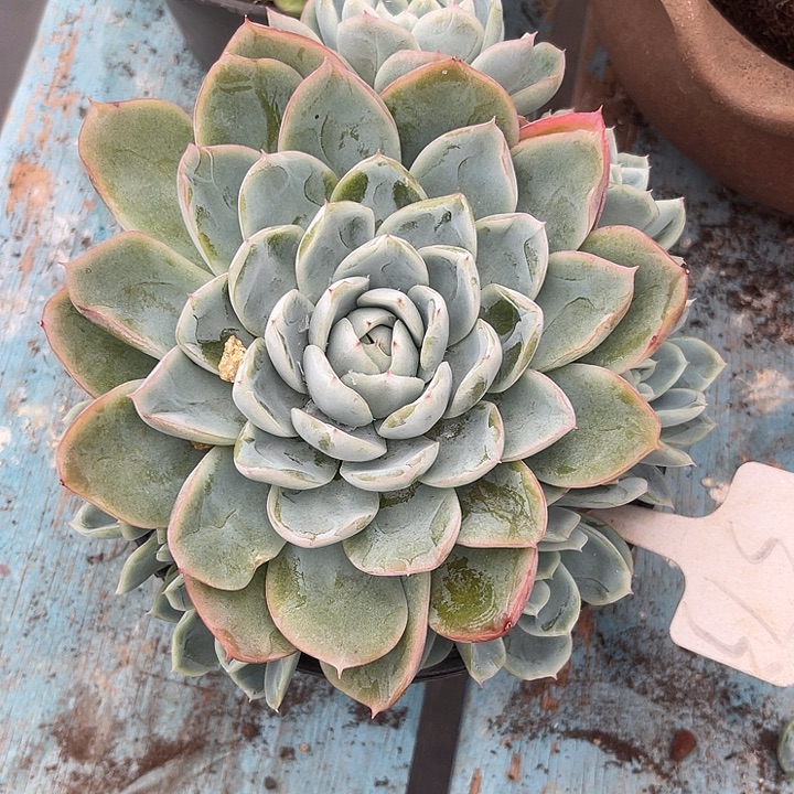 晨语多肉，一物一拍373原始蓝鲸