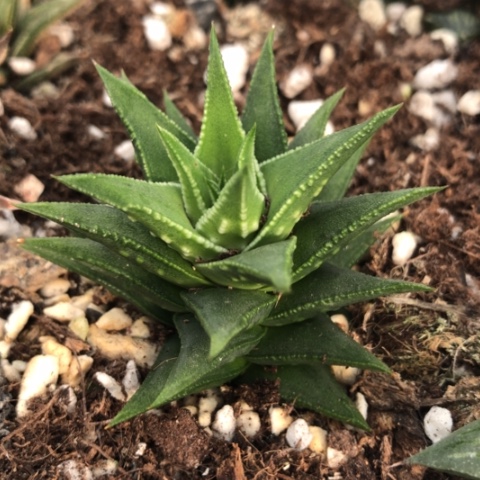 燕子塔硬叶硬叶子