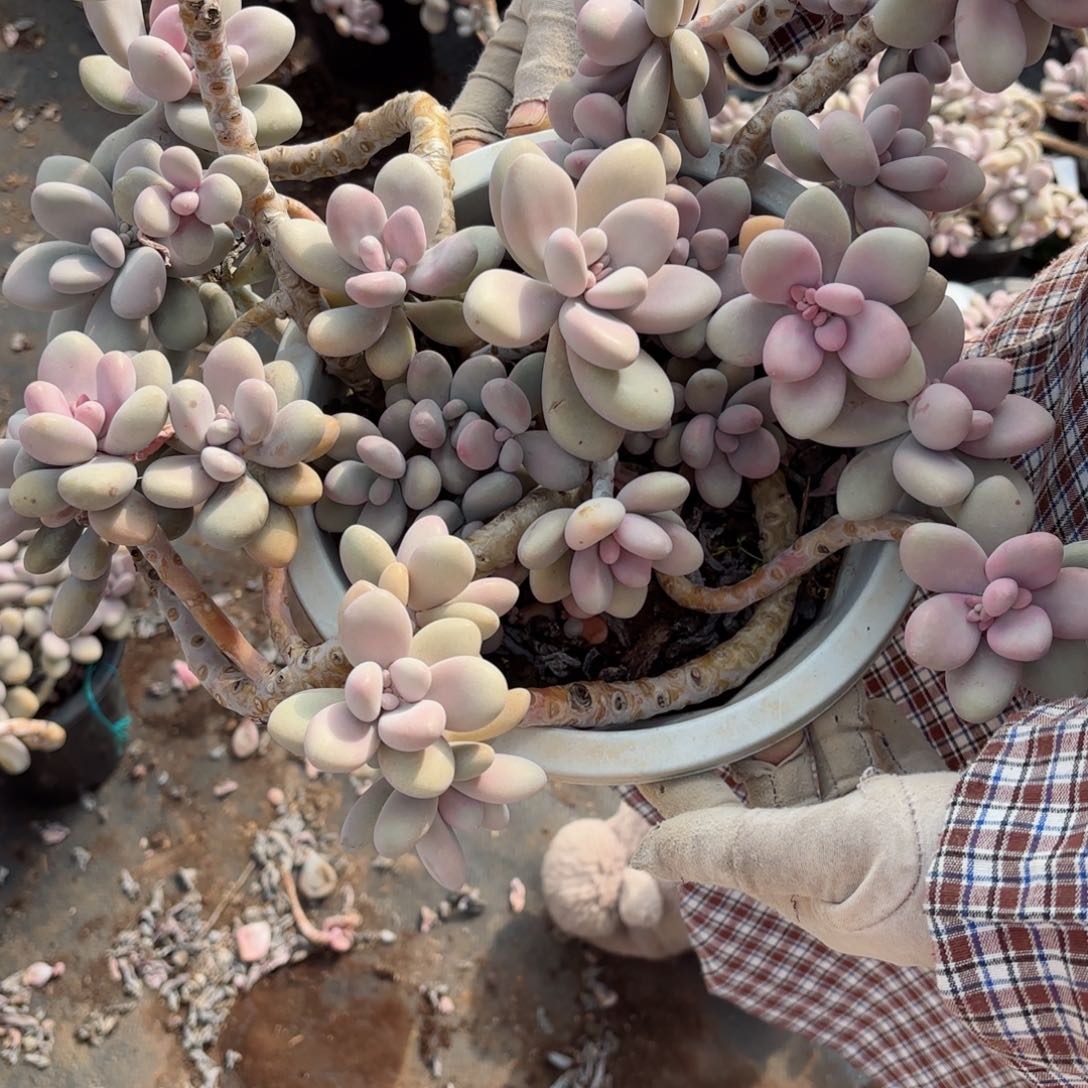 燕***贝桃蛋2-7。        