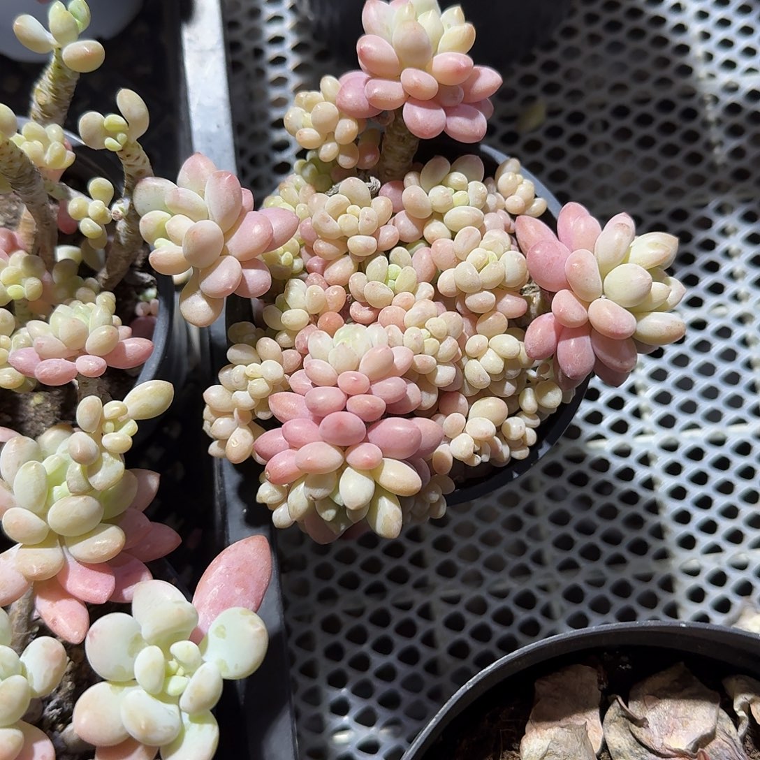 鱼子酱带盆多肉植物