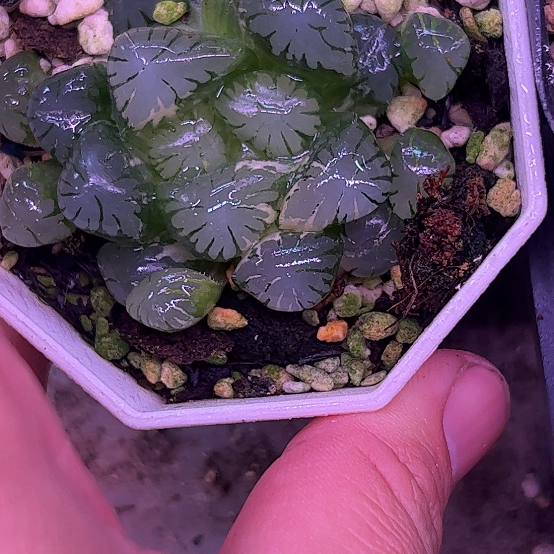 孔明灯锦十二卷多肉