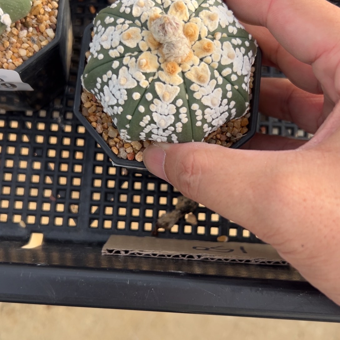 攸***oA220号兜仙人球多肉植物