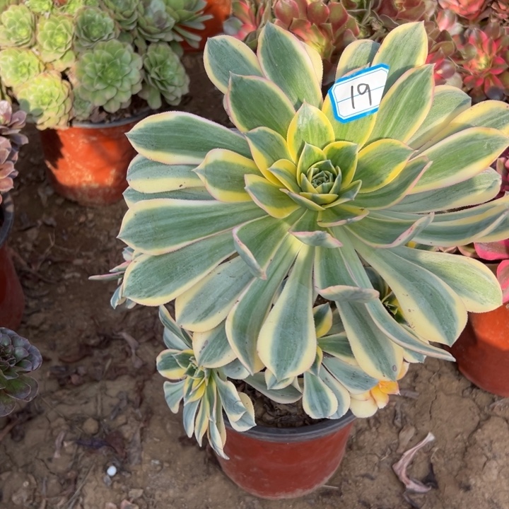 多肉植物灿烂法师19