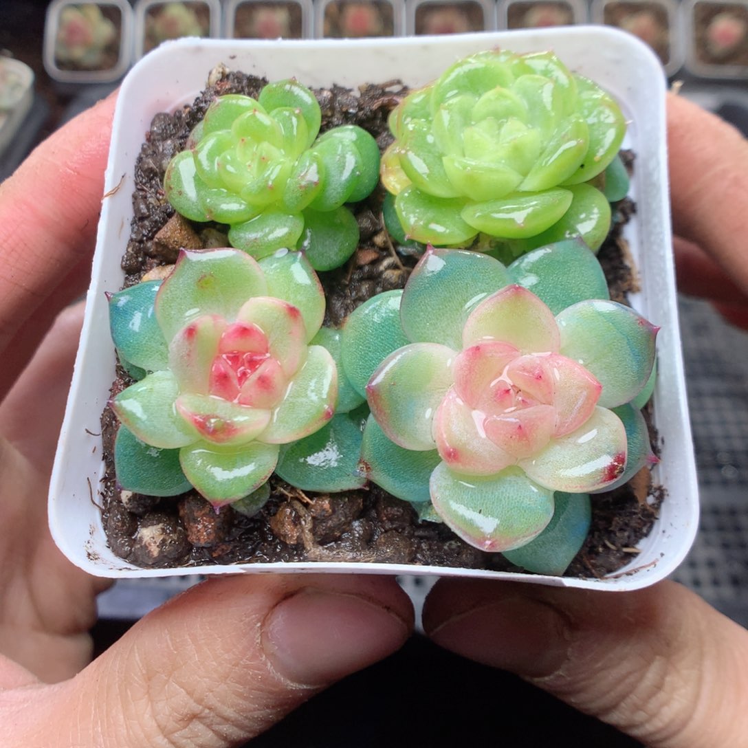 无花朵Q55 yyyuuyy