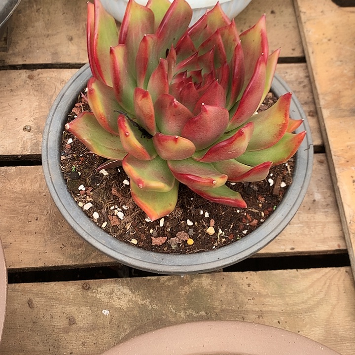 美肉特价活动开始了