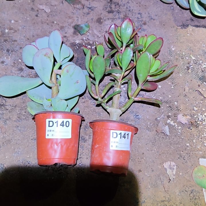 孤***雁轮回花月，韩国紫叶140 141