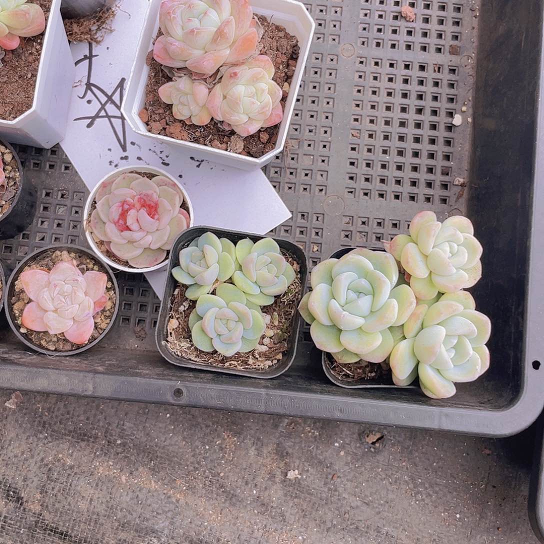 梦*冰玉姐姐一物一拍