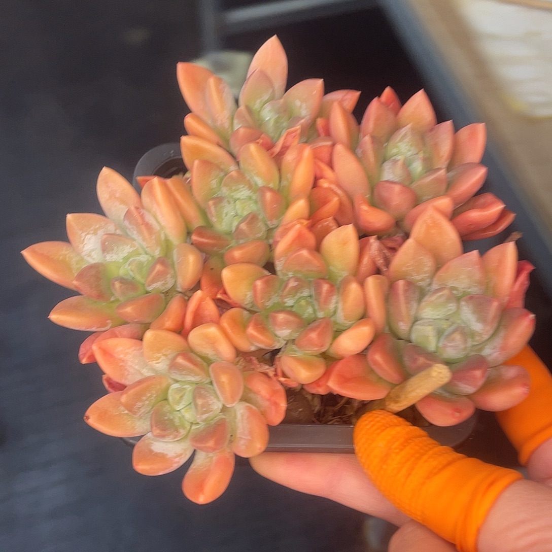 奶糖一物一拍28包邮非偏远