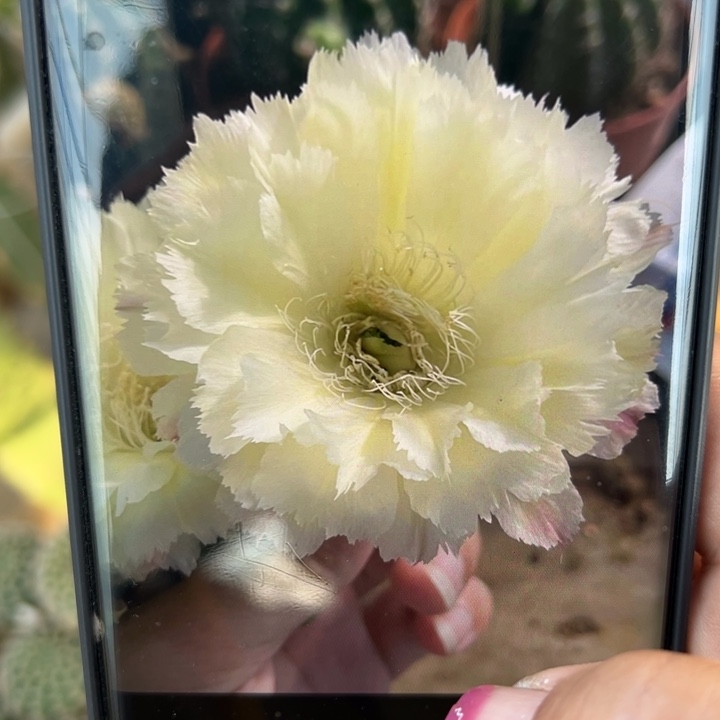 36彩草梨花洛歪无根侧芽3公分左右20