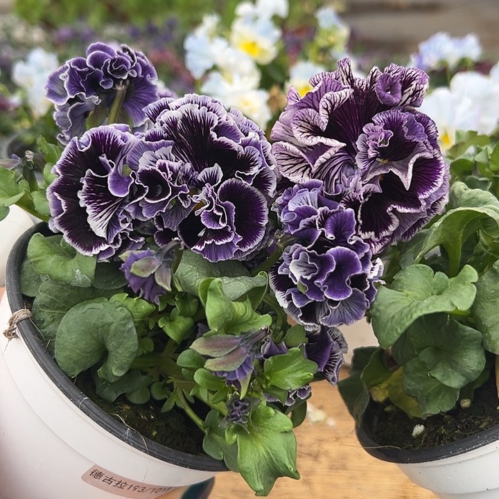 红陶抖音直播闪拍58