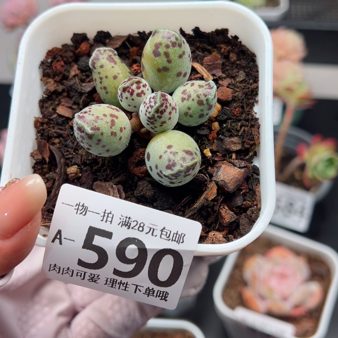 海豹多肉多肉多肉多肉