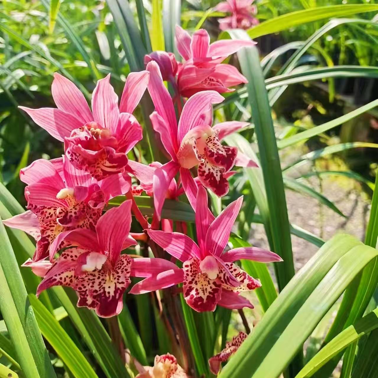 状元红惠兰兰正品办公室园艺绿植庭院阳台花盆茶座