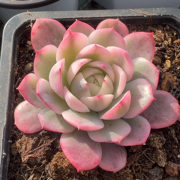 粉水晶锦一物一拍锦龙