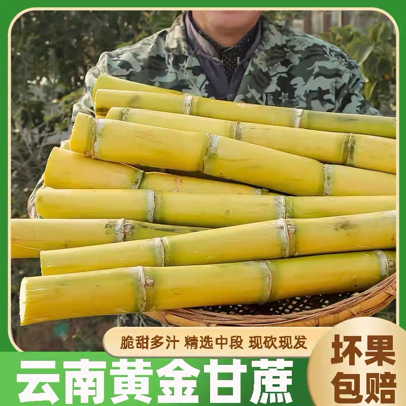 云南西双版纳手撕黄金甘蔗脆甜多汁新鲜现砍现发水果zhsh