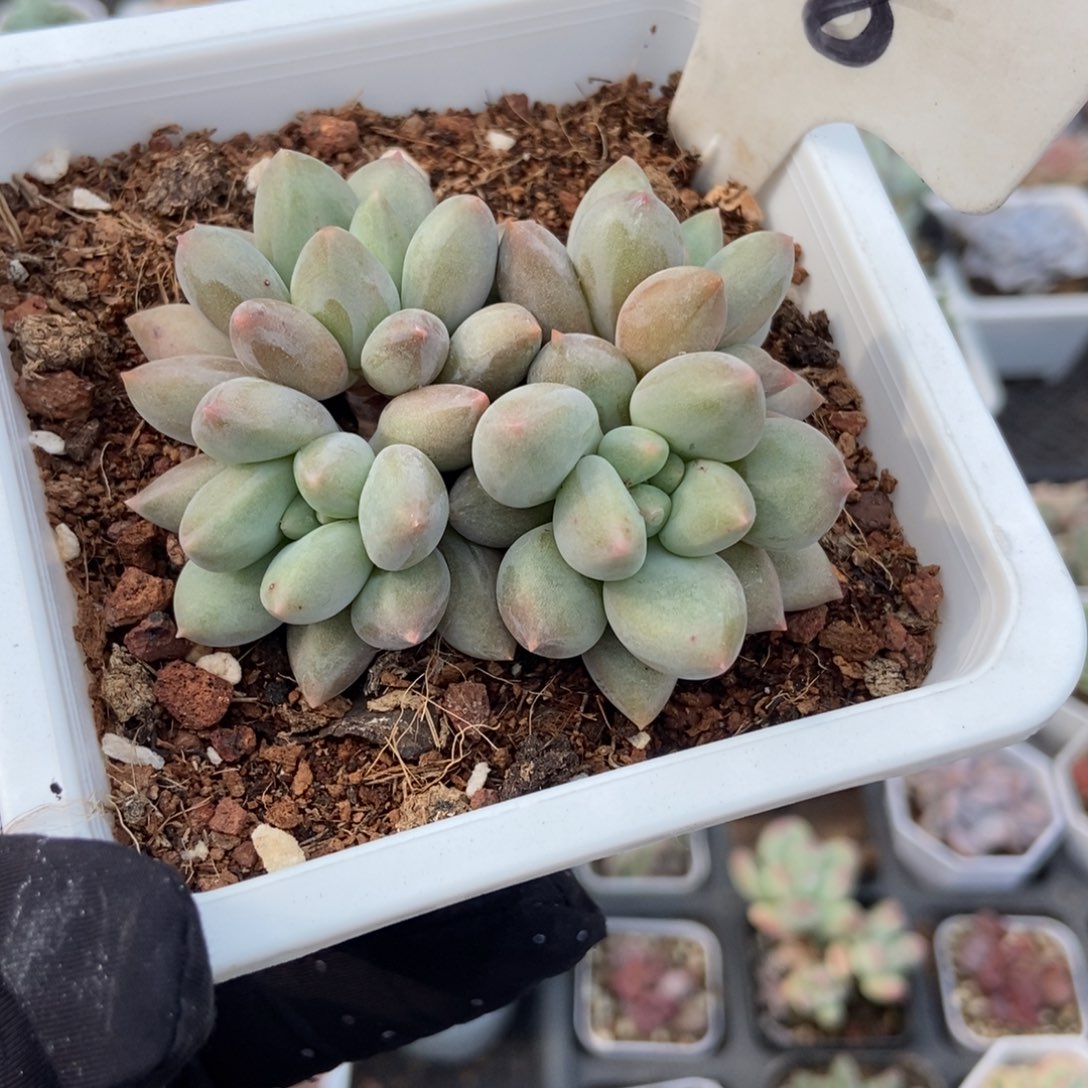 608水晶球多肉植物保护