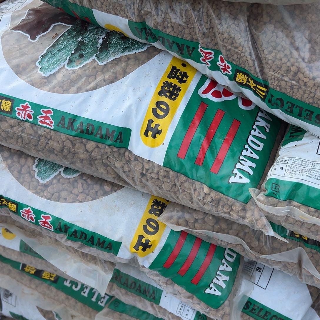 无花朵盆景赤玉土3本3到6