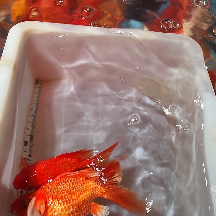 蝴蝶鲤鱼渔场直发82