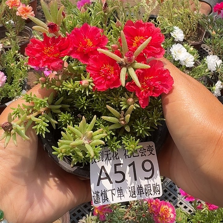 当前无花朵，栽培后可花朵量拍矮红超小苗盆口10cm