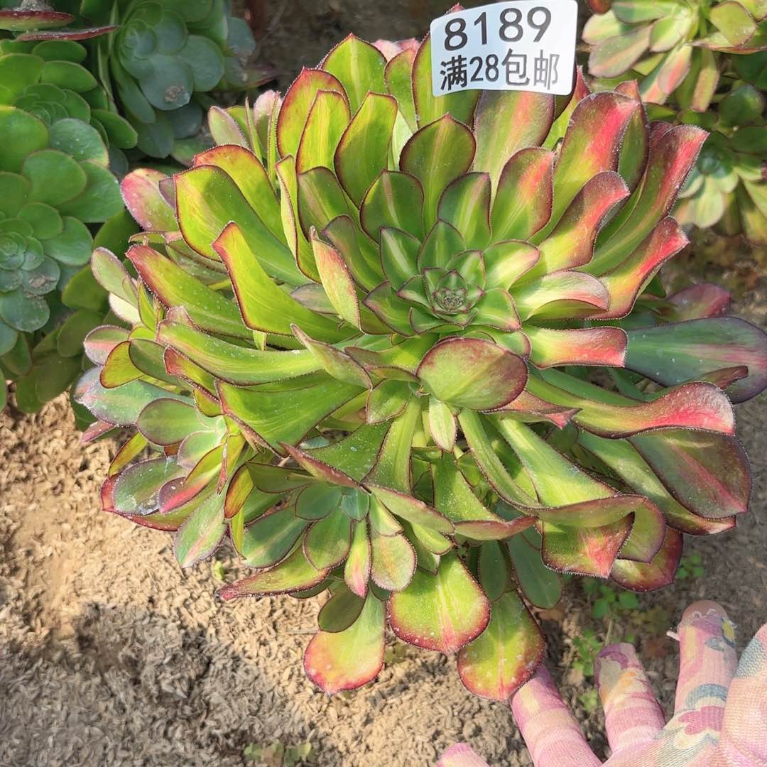 D.   8189晚霞多肉