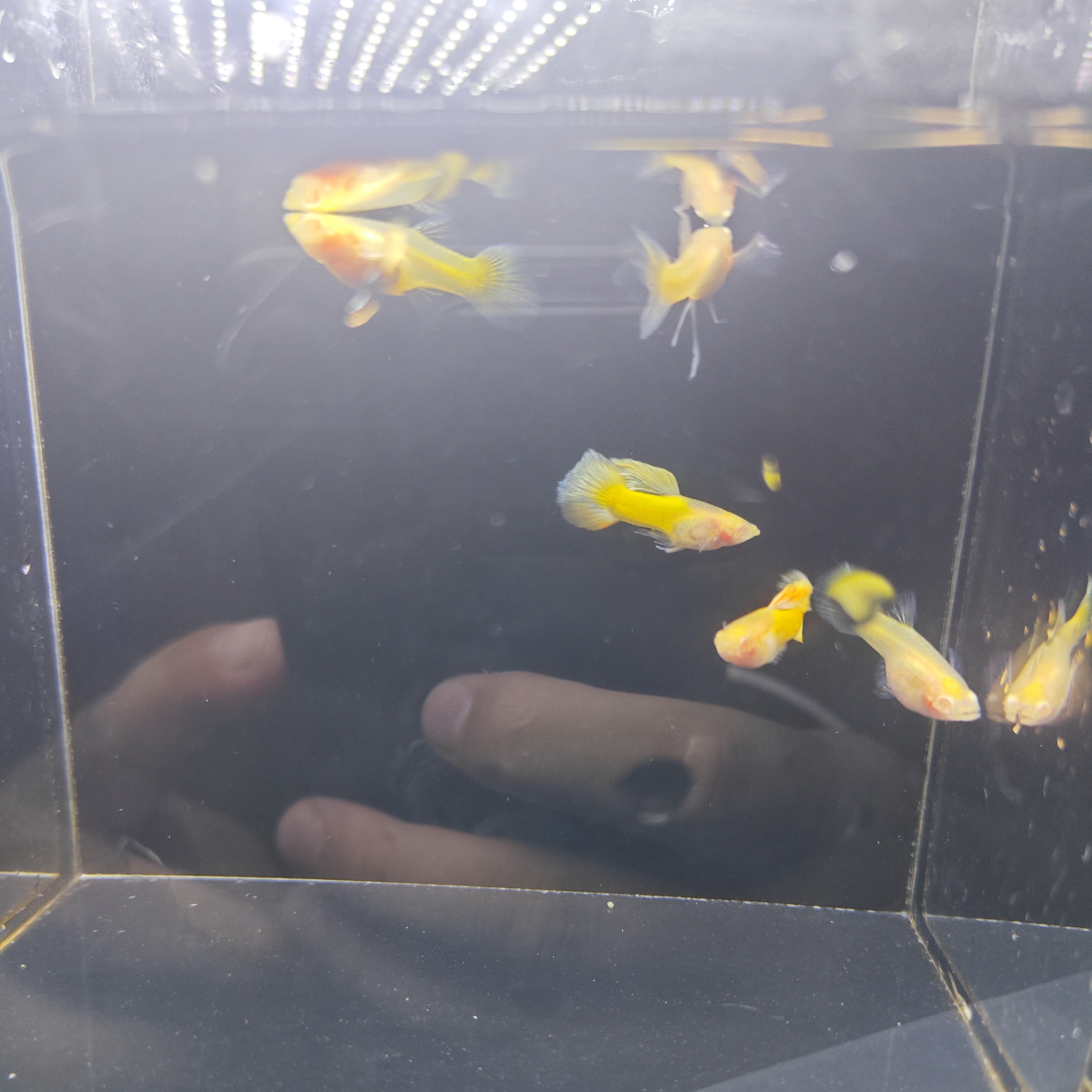 黄金玻璃短11条鱼