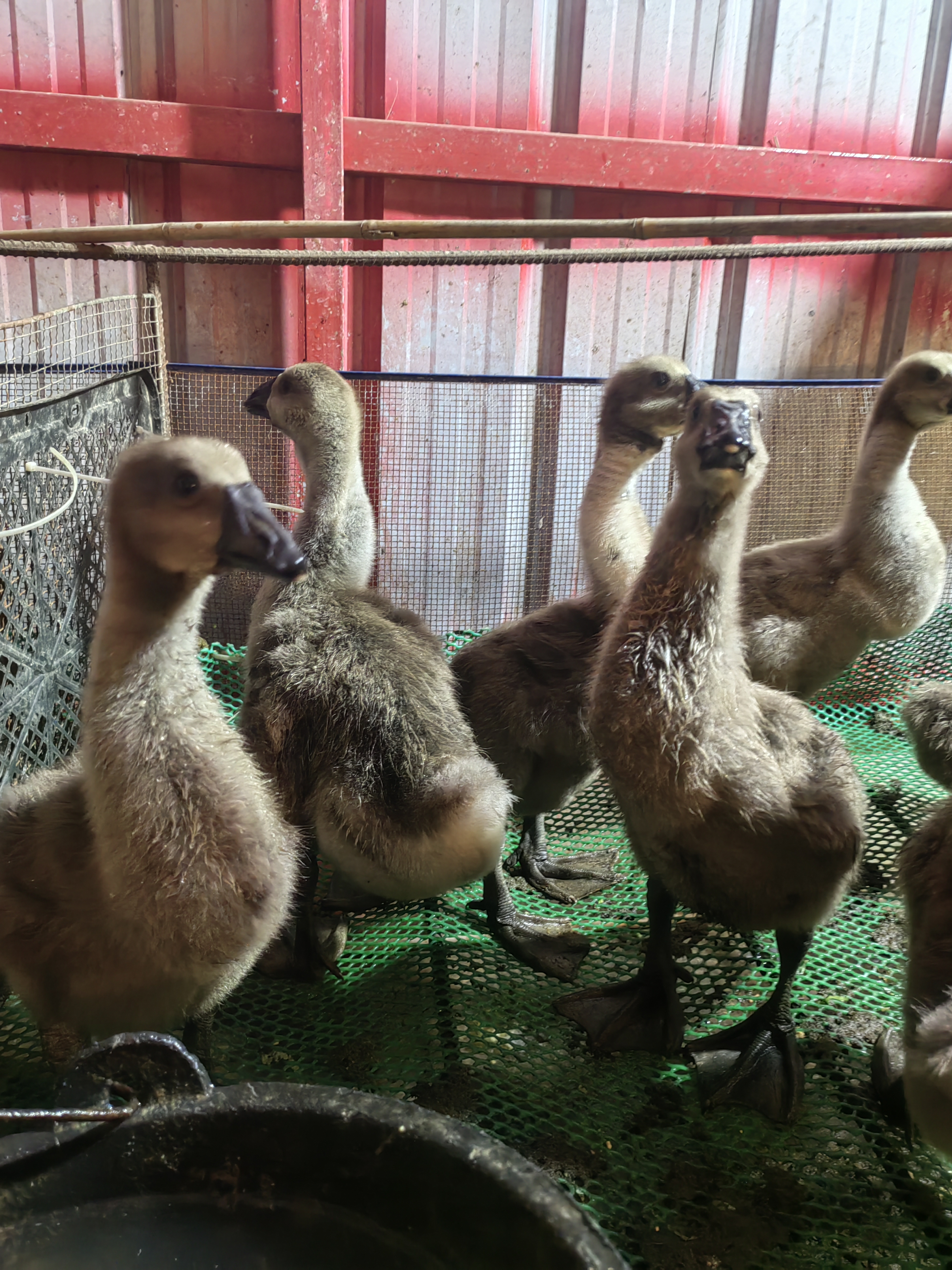 （堂哥）中黑狮头鹅肉质鲜嫩