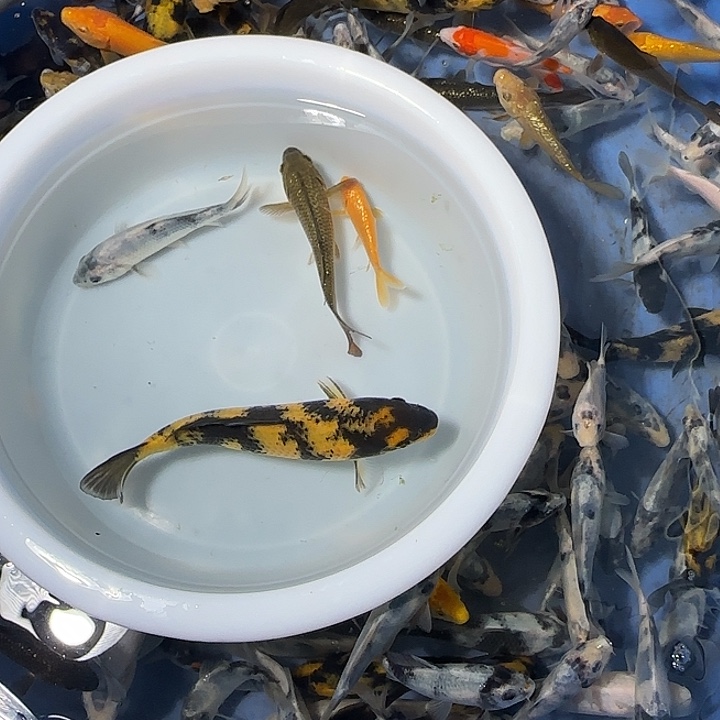 爆****锦鲤锦鲤的故事是