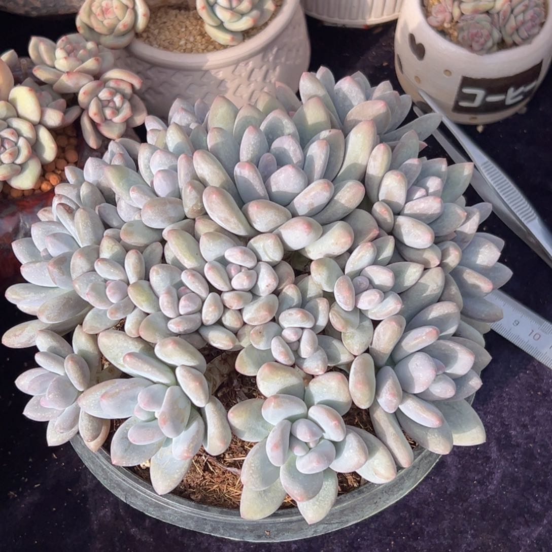 新年快乐 新年快乐