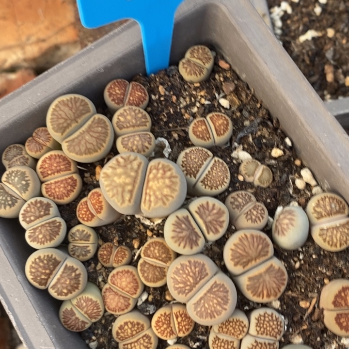 信***游生石花等植物的生长034