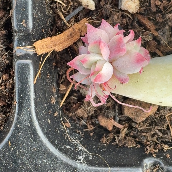 覆轮缀化一物一拍037