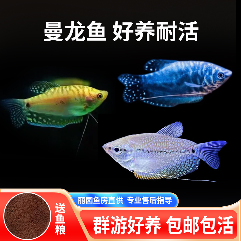 曼龙鱼免打氧热带观赏鱼混养珍珠马甲血丽丽草丽丽小型淡水鱼包邮