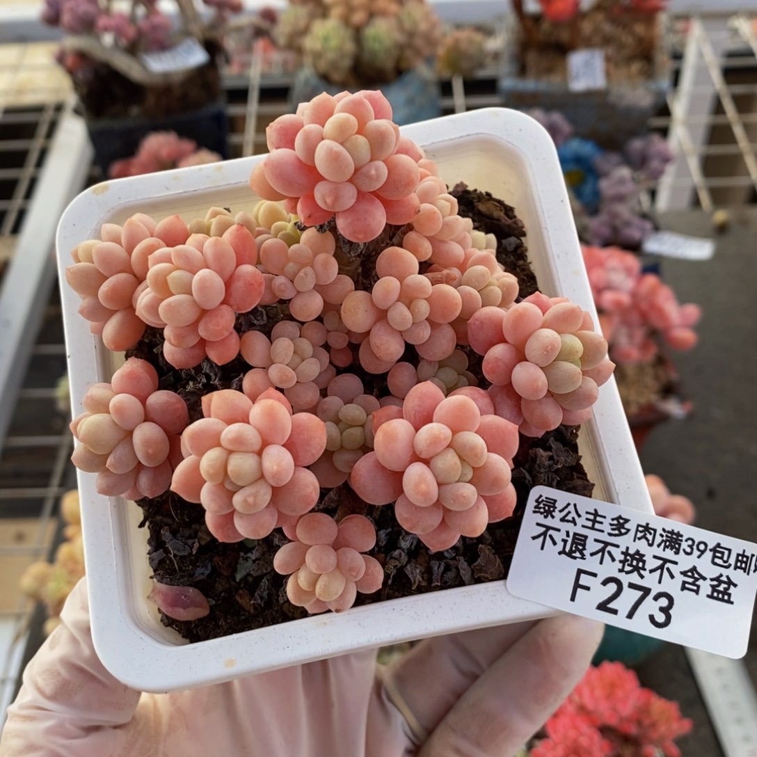 鱼子酱263/9cm多肉