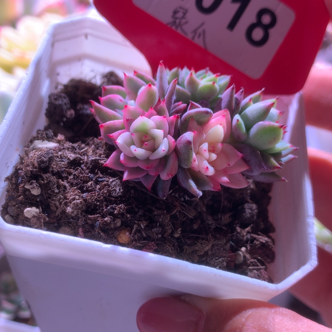 绿爪锦三色一体有根