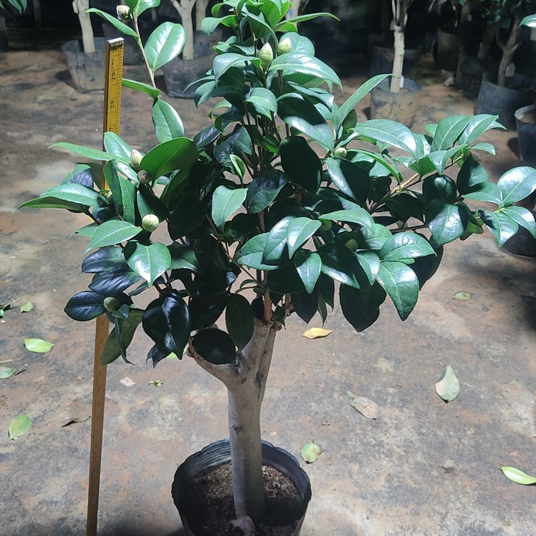 全部花苞四品混接不包邮