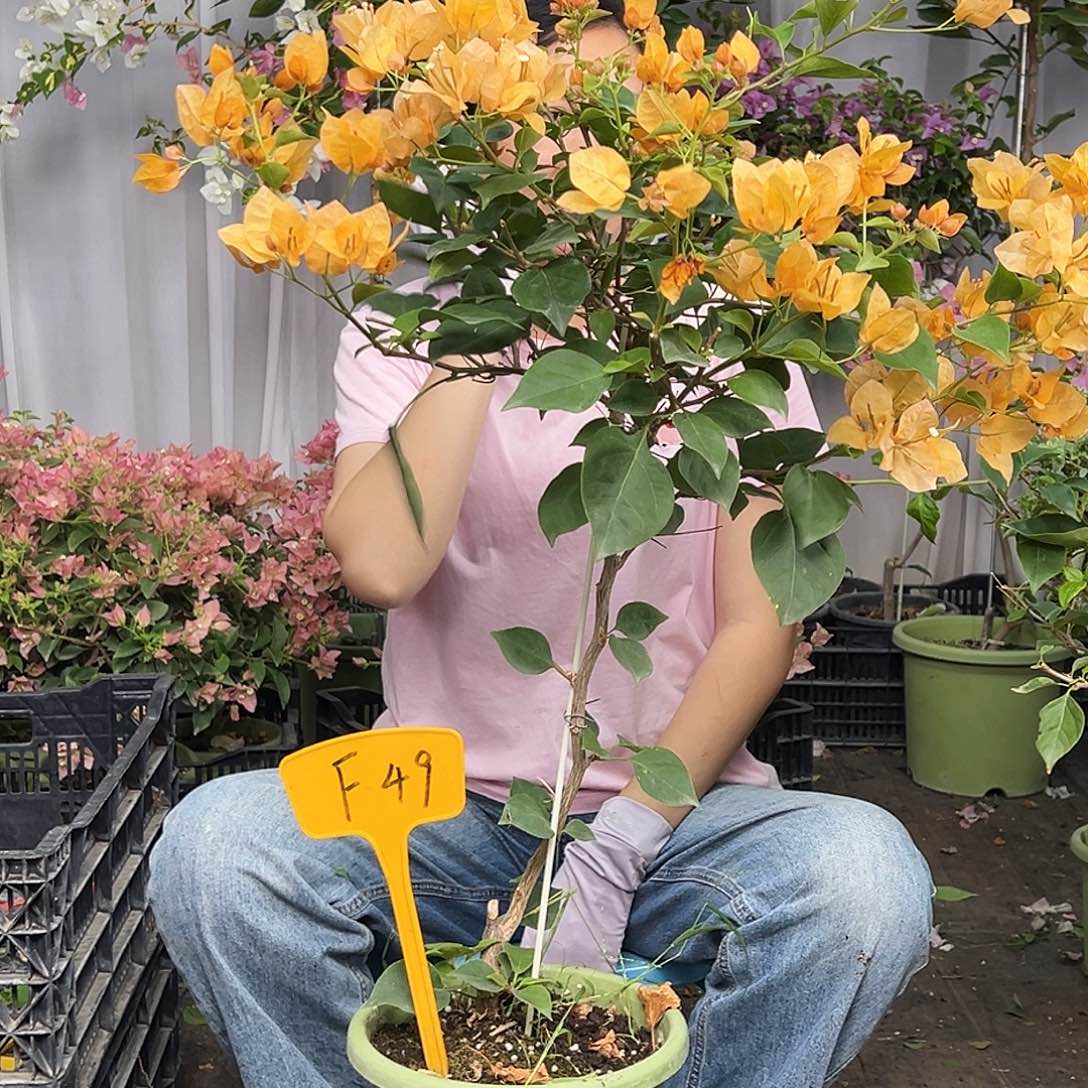 开***天当前无花栽培后可以开花F49金色光辉