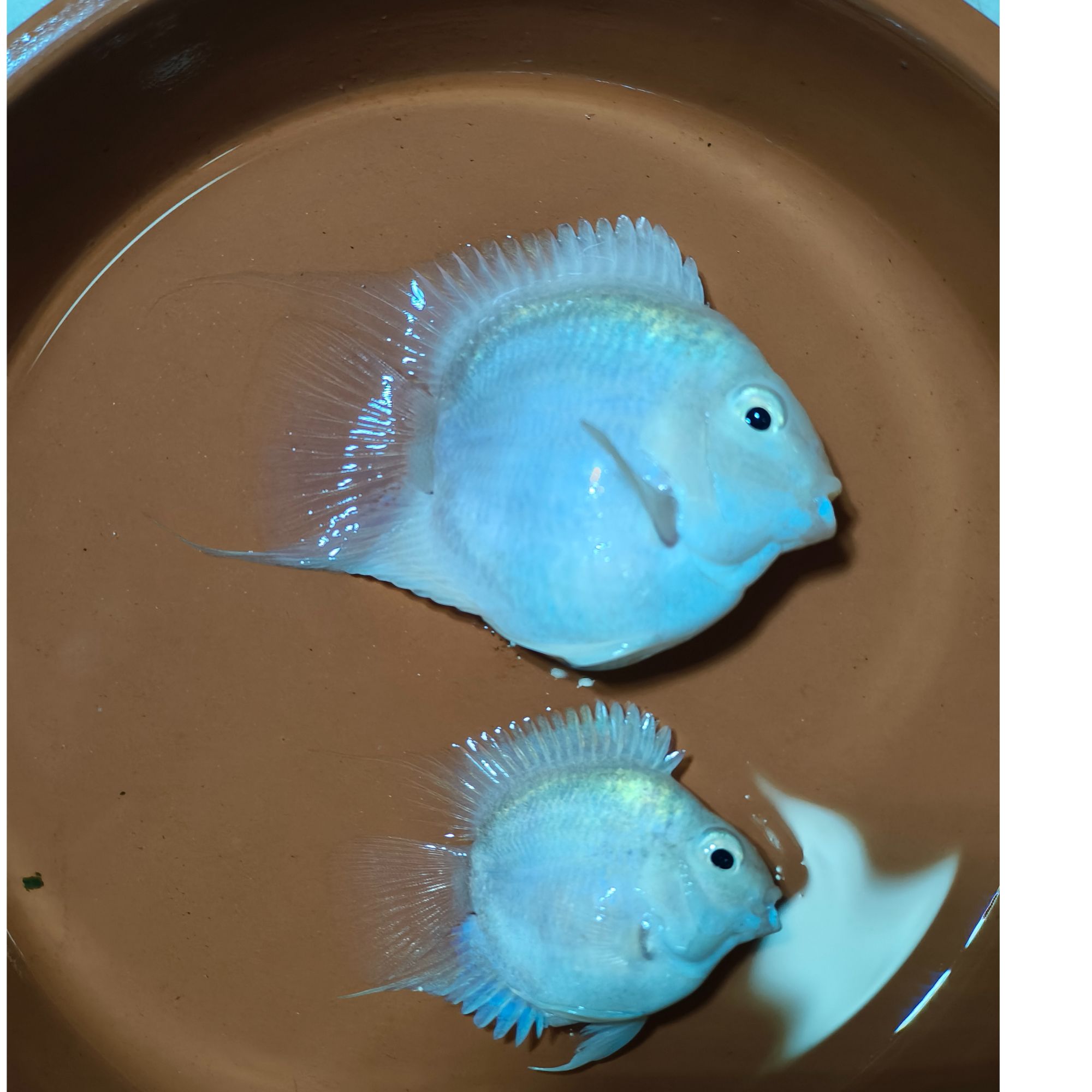 桃心白金迷你鹦鹉鱼活体热带鱼《入缸后不包损》