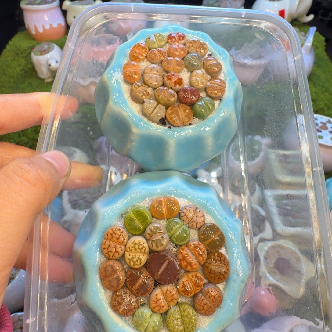 T***g多肉植物福利冲681