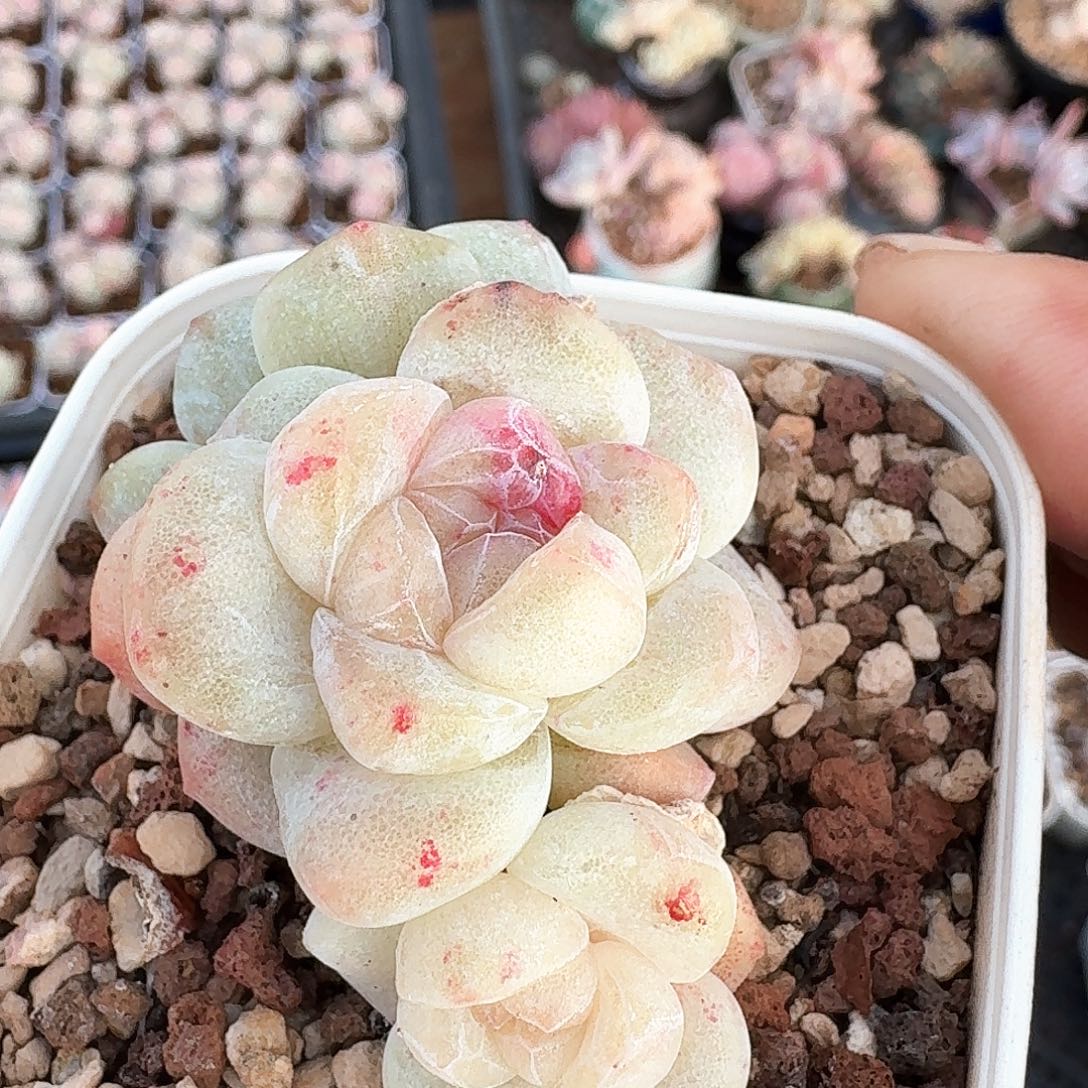 冰玉石化群生3头老桩多肉