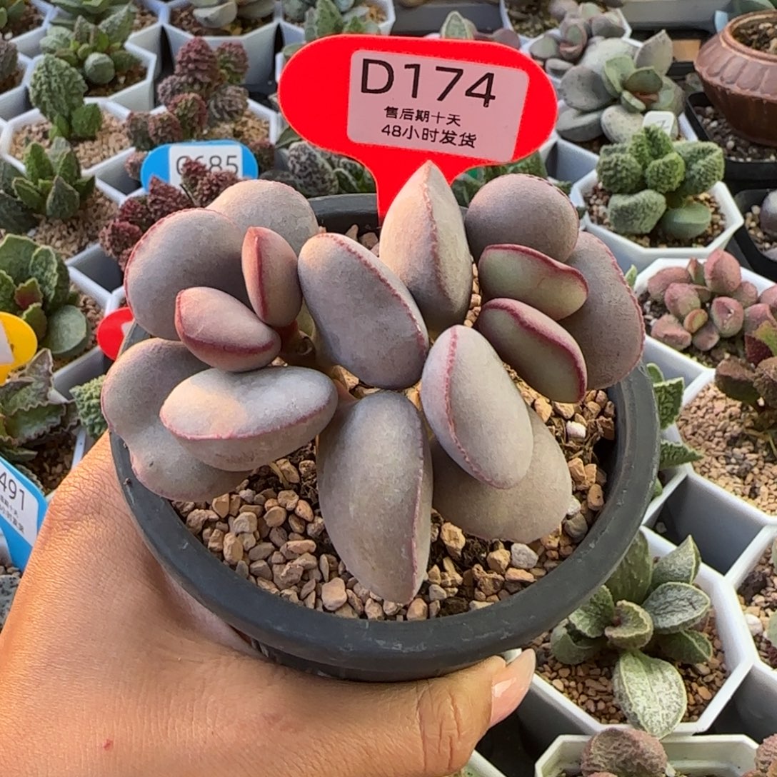 吃***鱼红蛋。    174。       