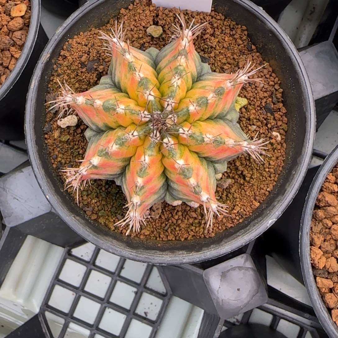 124-0213虎斑海神锦多肉