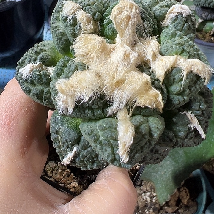 长毛龟甲连山939仙人球