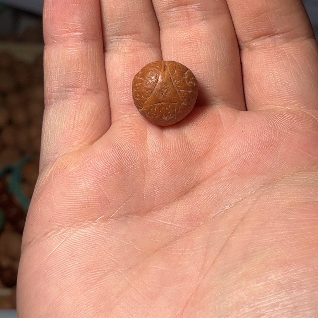 桃核吊坠17龙眼单颗，开孔不退，偏远不包