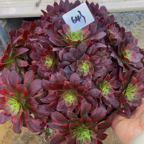 荷兰玫瑰锦多肉643多肉