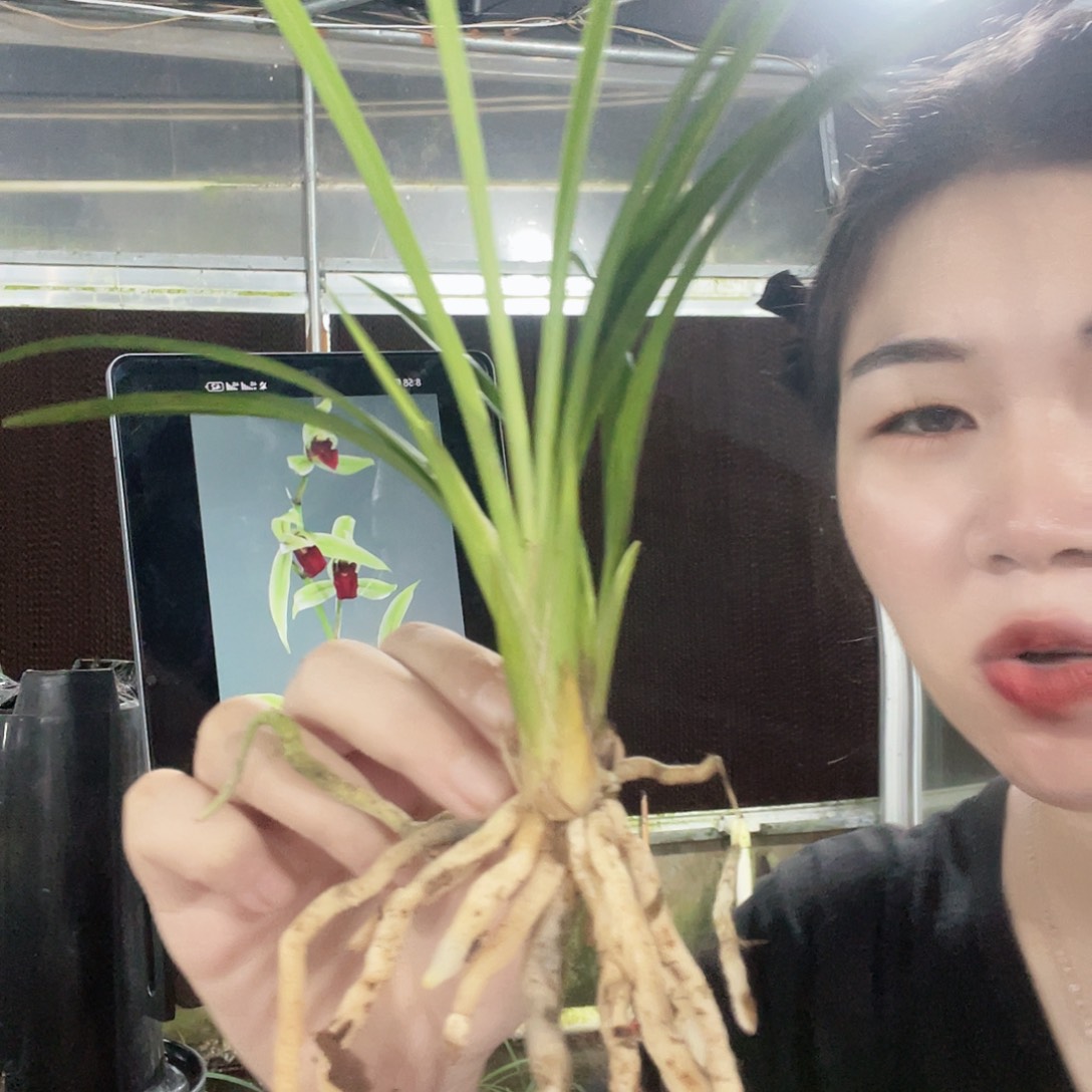 当前无花栽培后可以开花