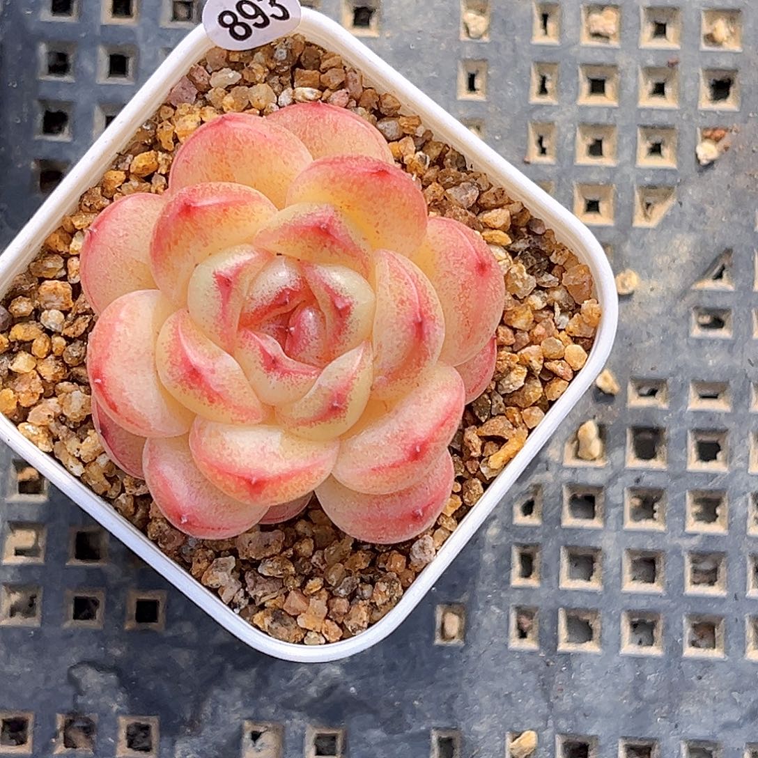 893  新品珍妮多肉18包邮