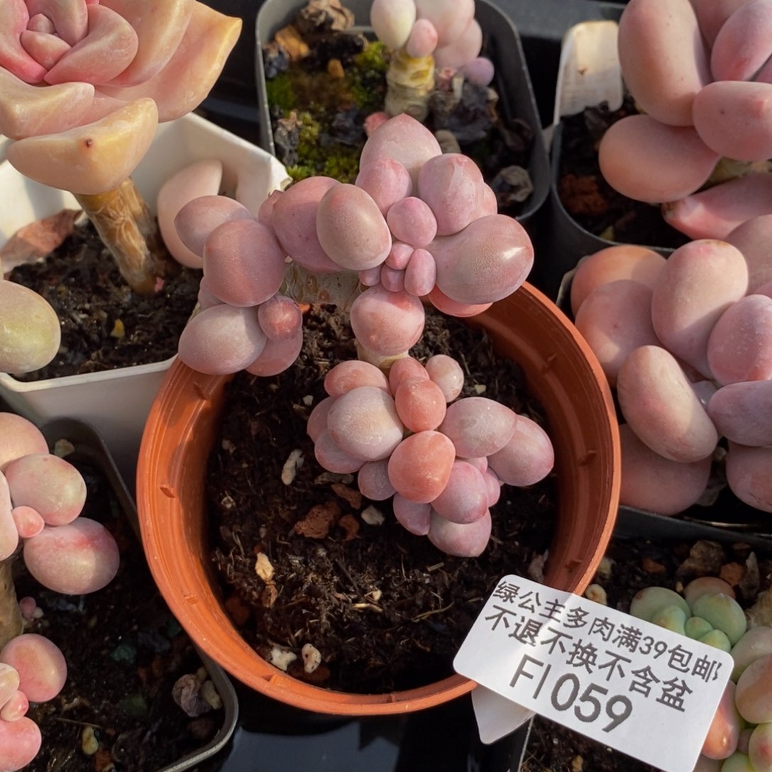 汤圆059/5cm多肉