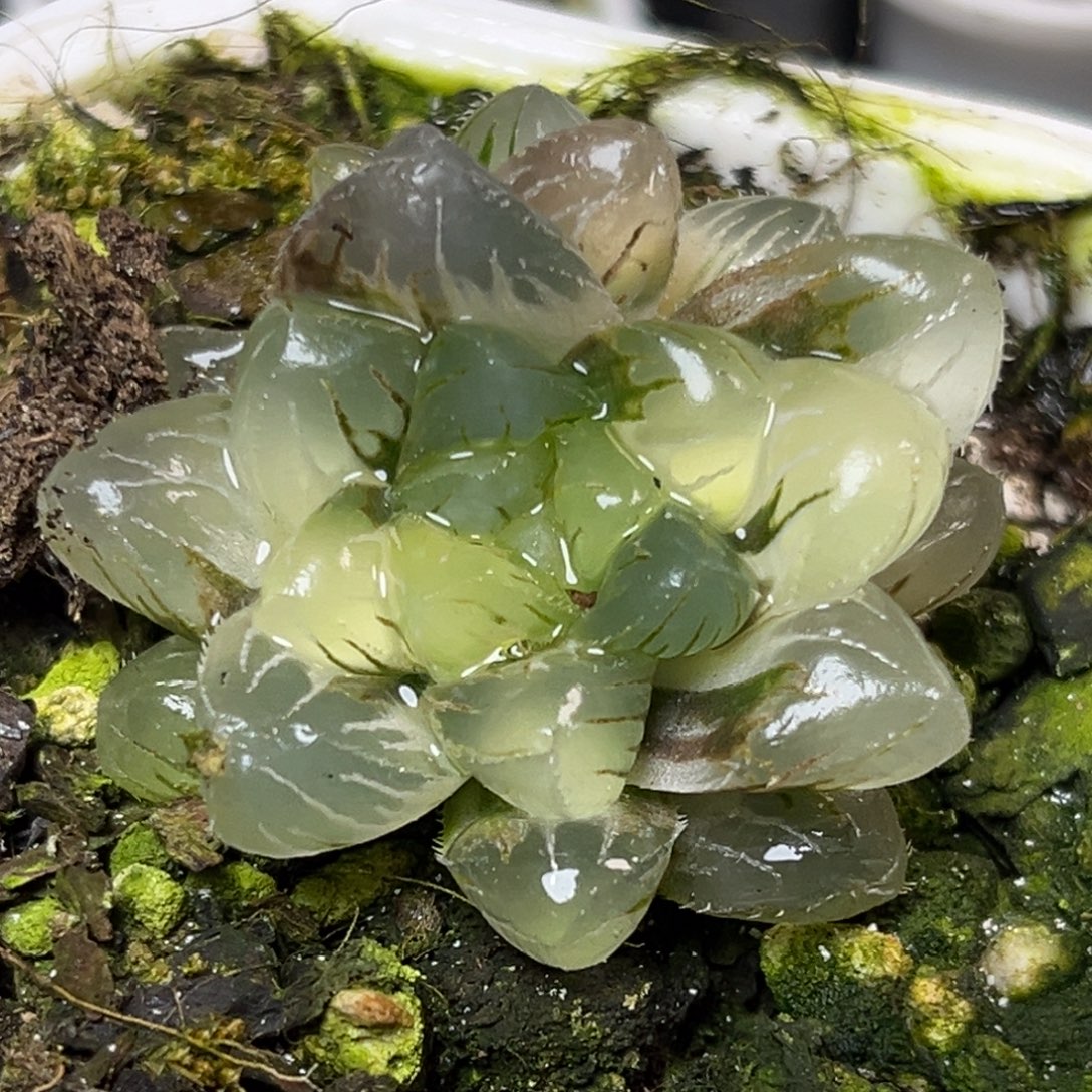 十二卷多肉植物2016瑶光