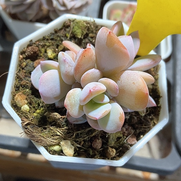 不****?多肉植物奶茶1866