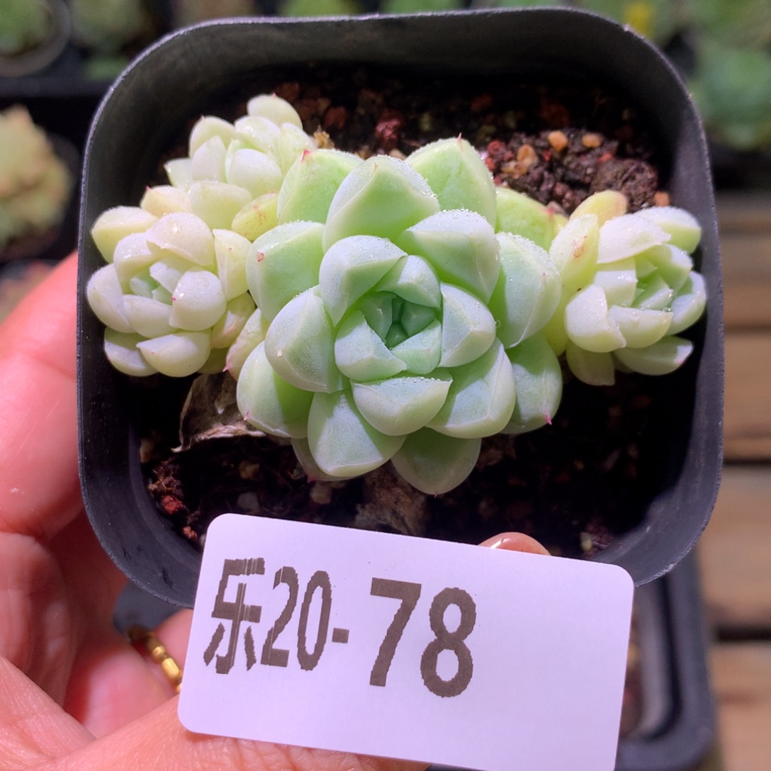 乐然20-78 厚叶月影群